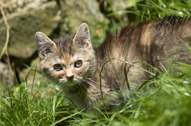 BRITISH SHORTHAIR C004.jpg